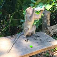 kohlanta-monkey